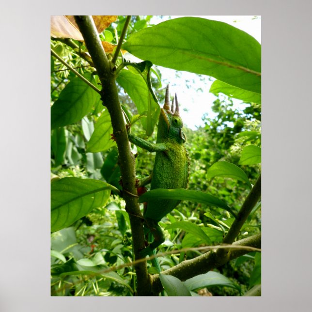 Affiche Jackson Chameleon (Devant)