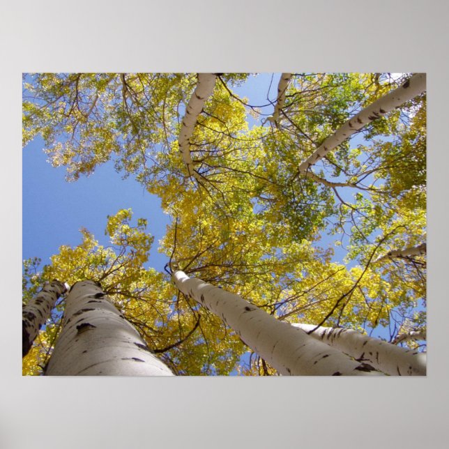 Affiche Jackson Hole Wyoming Series (Devant)