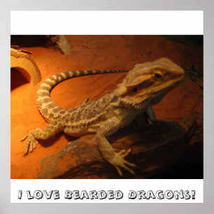 Affiche J'adore les dragons barrés !