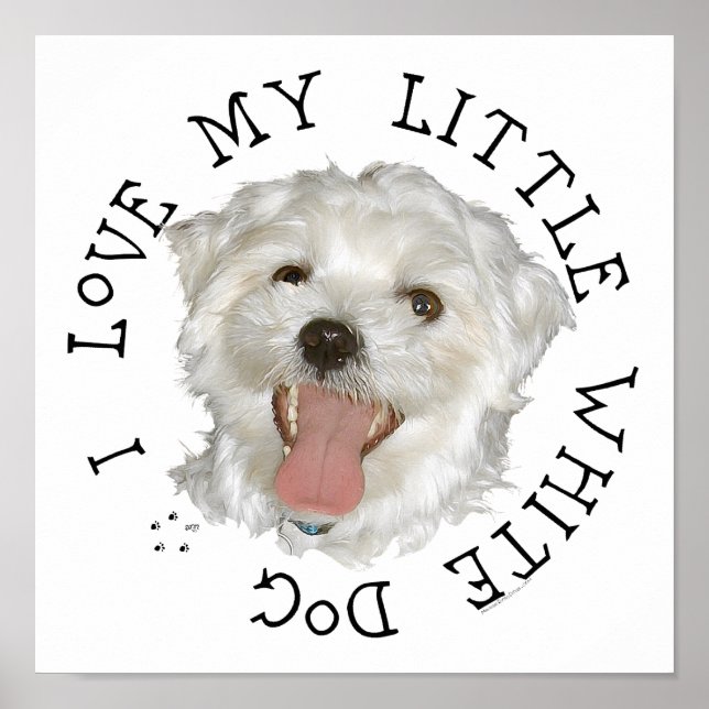 Affiche J'adore mon petit chien blanc maltais (Devant)