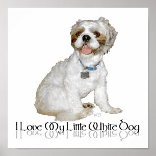 Affiche J'adore mon petit chien blanc - Shih Tzu