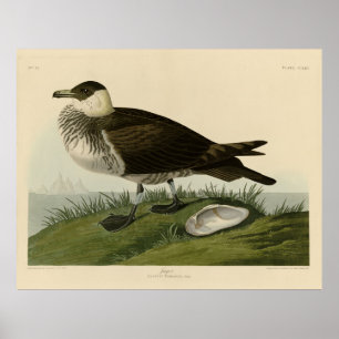 Affiche Jager (Pomarine Jaeger) Audubon's Birds of America