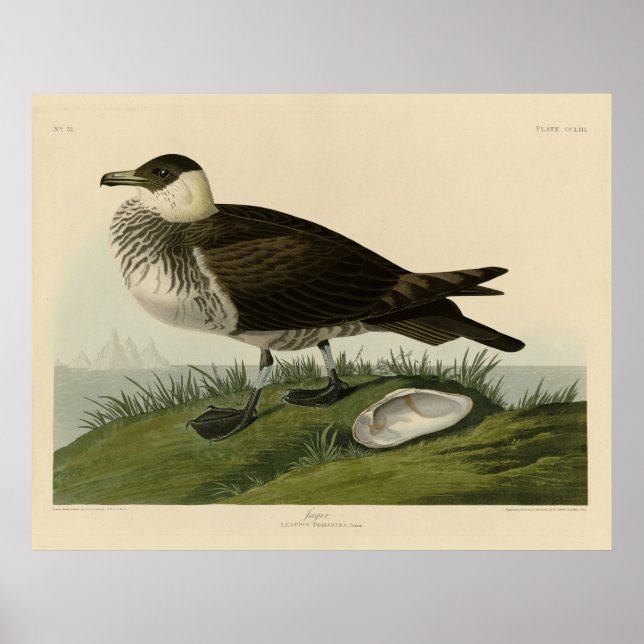 Affiche Jager (Pomarine Jaeger) Audubon's Birds of America (Devant)