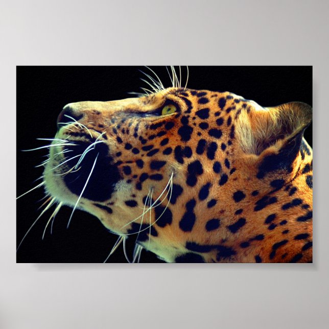 Affiche Jaguar (Devant)
