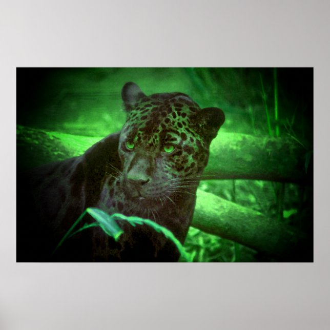 Affiche Jaguar Black Panther (Devant)