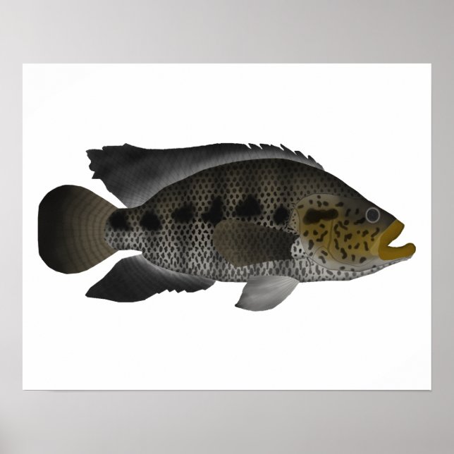 Affiche Jaguar Cichlid (Devant)