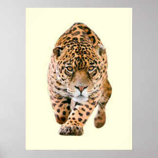 Affiche Jaguar Eyes