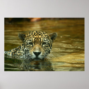 Affiche Jaguar nageant la photo
