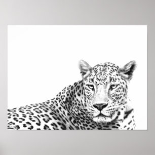 Affiche Jaguar noir et blanc moderne 16x12 pouces