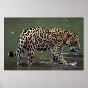Affiche Jaguar (onca de Panthera) en rivière boueuse