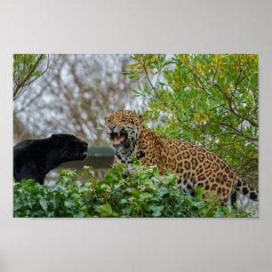 Affiche Jaguar Pair