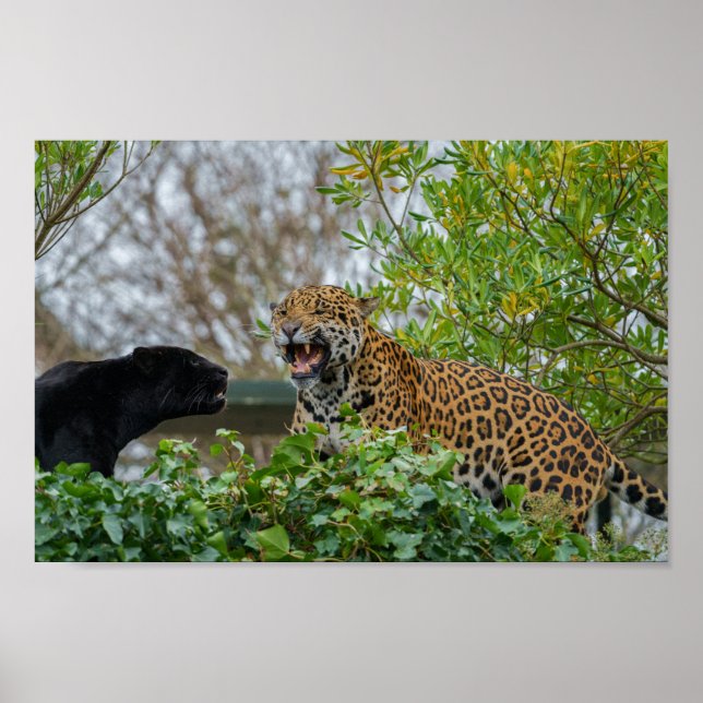 Affiche Jaguar Pair (Devant)