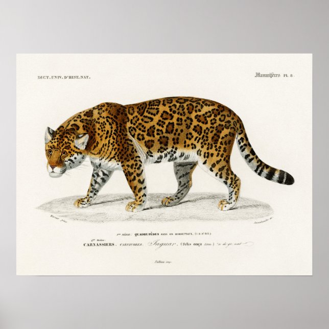 Affiche Jaguar Panthera Onca Charles D'Orbigny (Devant)