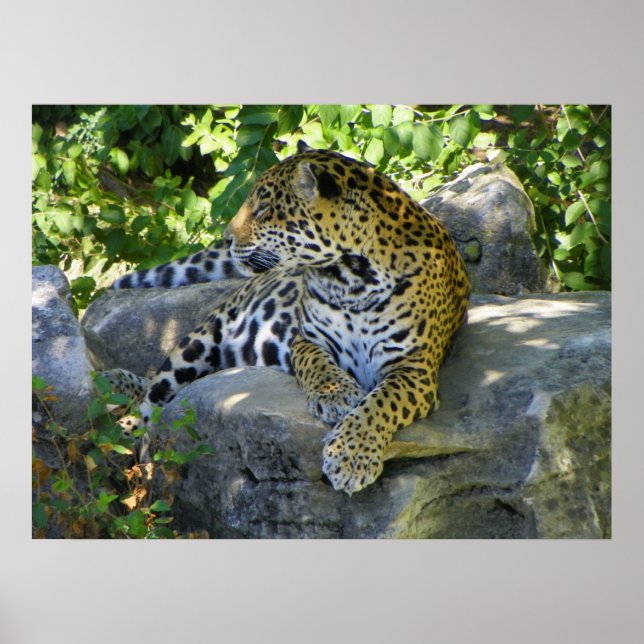 Affiche jaguar vers le haut gros plan (Devant)