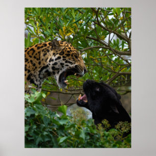 Affiche Jaguars In Love