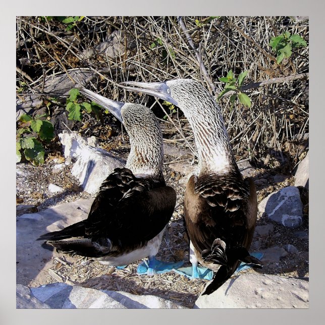 Affiche J'Aime Les Boobies ! (Devant)