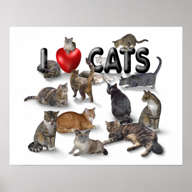 Affiche J'aime les chats (Devant)