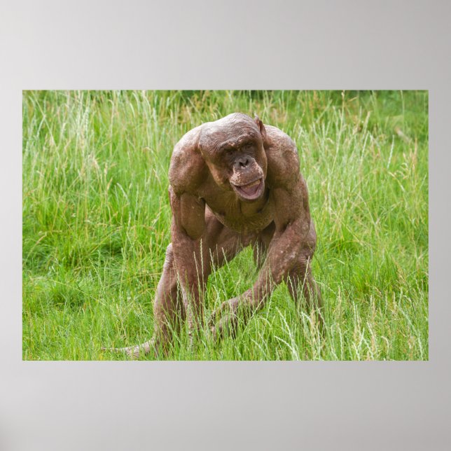 Affiche Jambo Le Chimp Unique Sans Cheveux (Devant)