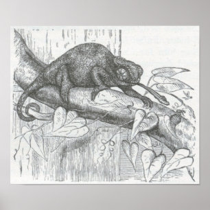 Affiche James Johonnot - Chameleon