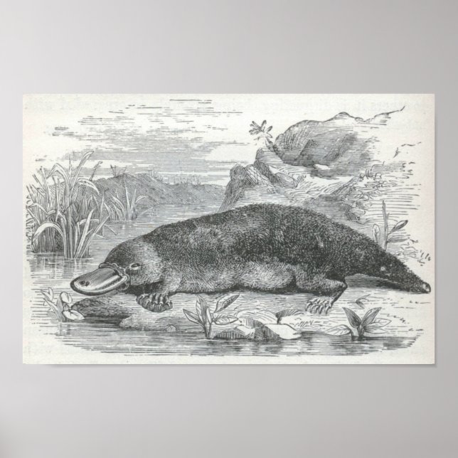 Affiche James Johonnot - Ornithorhynchus - Platypus Folio (Devant)