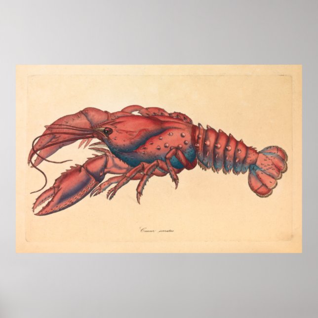 Affiche James Sowerby Homard serbé (Devant)