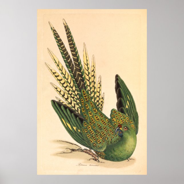 Affiche James Sowerby Parrot terrestre, Psittacus terrestr (Devant)
