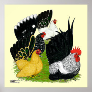 Affiche Japanese Bantam Quartet