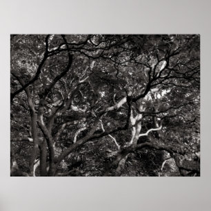 Affiche Japanese Branches III