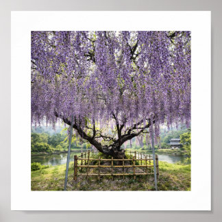 Affiche Japanese Wisteria – Art Print
