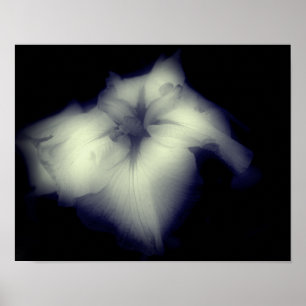 Affiche Japonais Iris Noir Et Blanc Haut Contraste