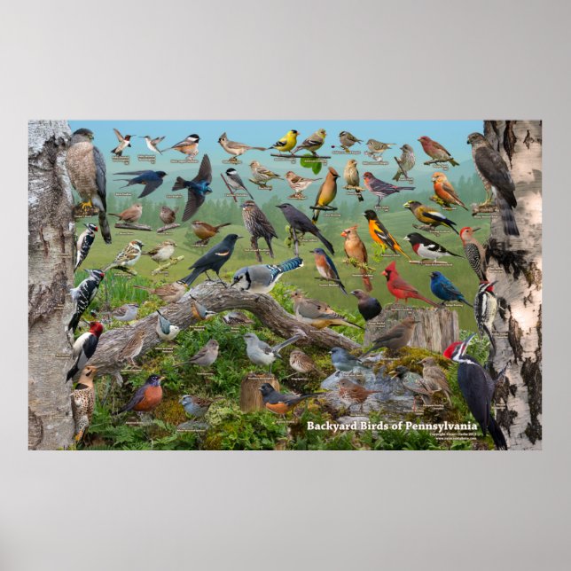 Affiche Jardin Birds of Pennsylvania Custom SIze (Devant)