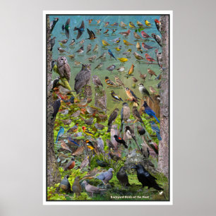 Affiche Jardin Birds of the West Special Edition