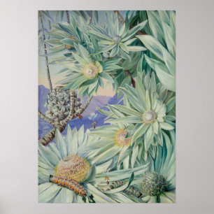 Affiche Jardin botanique royal par Marianne North