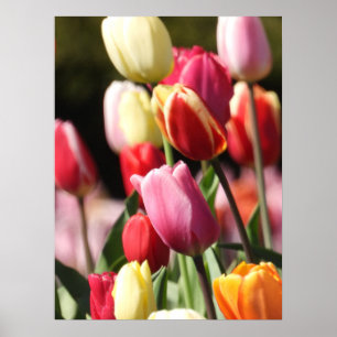 Affiche Jardin coloré des tulipes