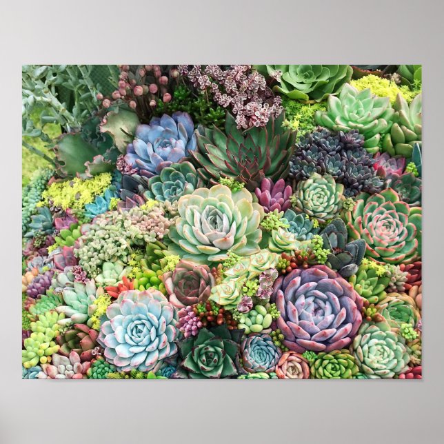 Affiche Jardin coloré Succulent (Devant)