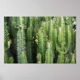 Affiche Jardin de Cactus