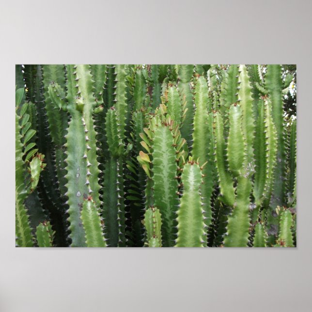Affiche Jardin de Cactus (Devant)