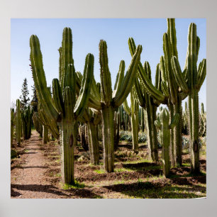 Affiche Jardin de cactus, paysage désertique tropical.