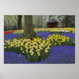 Affiche Jardin de jonquilles, muscaris et tulipes,