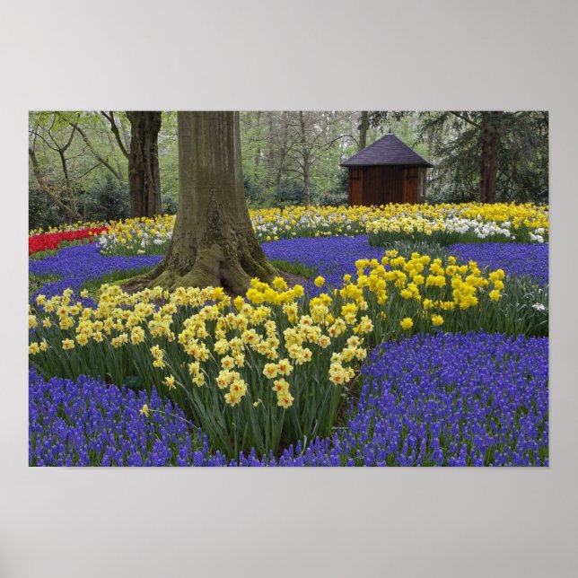 Affiche Jardin de jonquilles, muscaris et tulipes, (Devant)