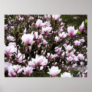 Affiche Jardin de Magnolia