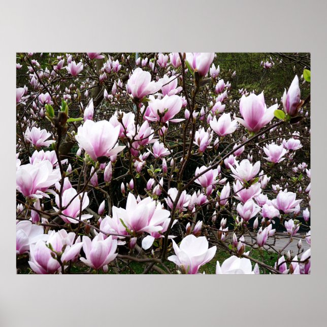 Affiche Jardin de Magnolia (Devant)