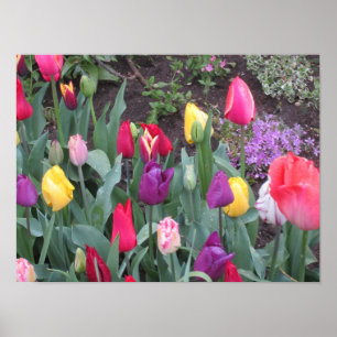 Affiche Jardin de tulipes
