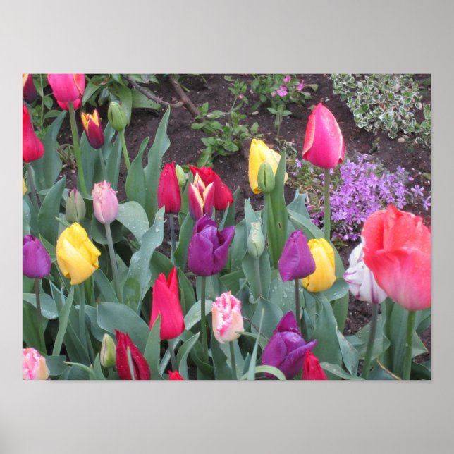 Affiche Jardin de tulipes (Devant)