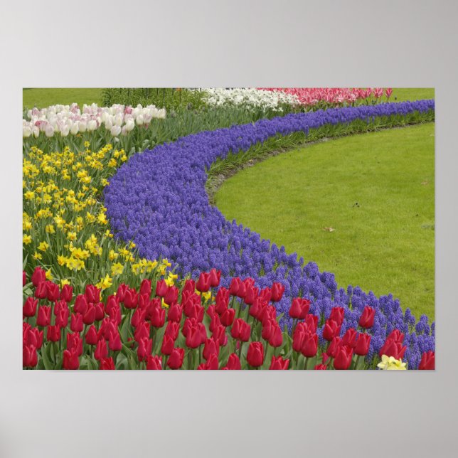 Affiche Jardin de tulipes, de jacinthes des vignes et de j (Devant)