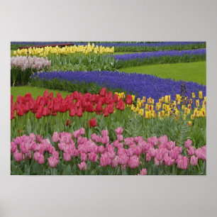 Affiche Jardin de tulipes, de raisin Hyacinth et