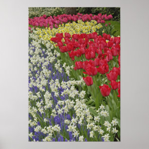 Affiche Jardin de tulipes et de jonquilles, jardins de Keu