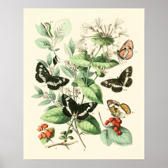 Affiche Jardin des papillons et des fleurs (Devant)