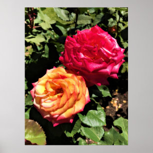 Affiche Jardin d'essai international Rose, Portland, Orego