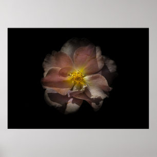 Affiche Jardin Fleurs No 113 Version couleur